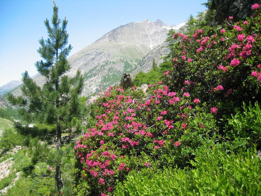 Flora Appartement